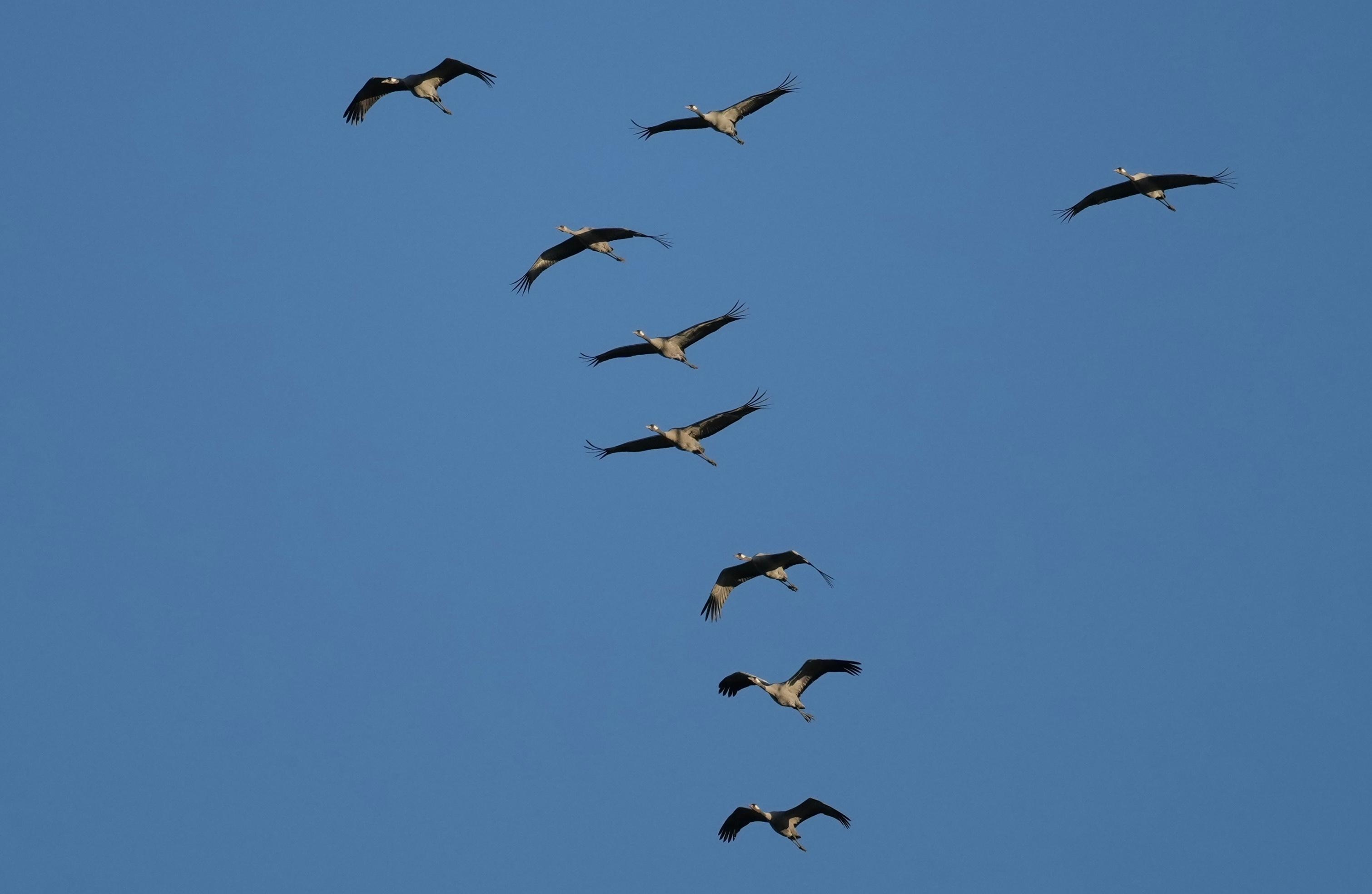 Cranes flying in nearby sanctuary.