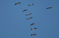 Cranes flying in nearby sanctuary.