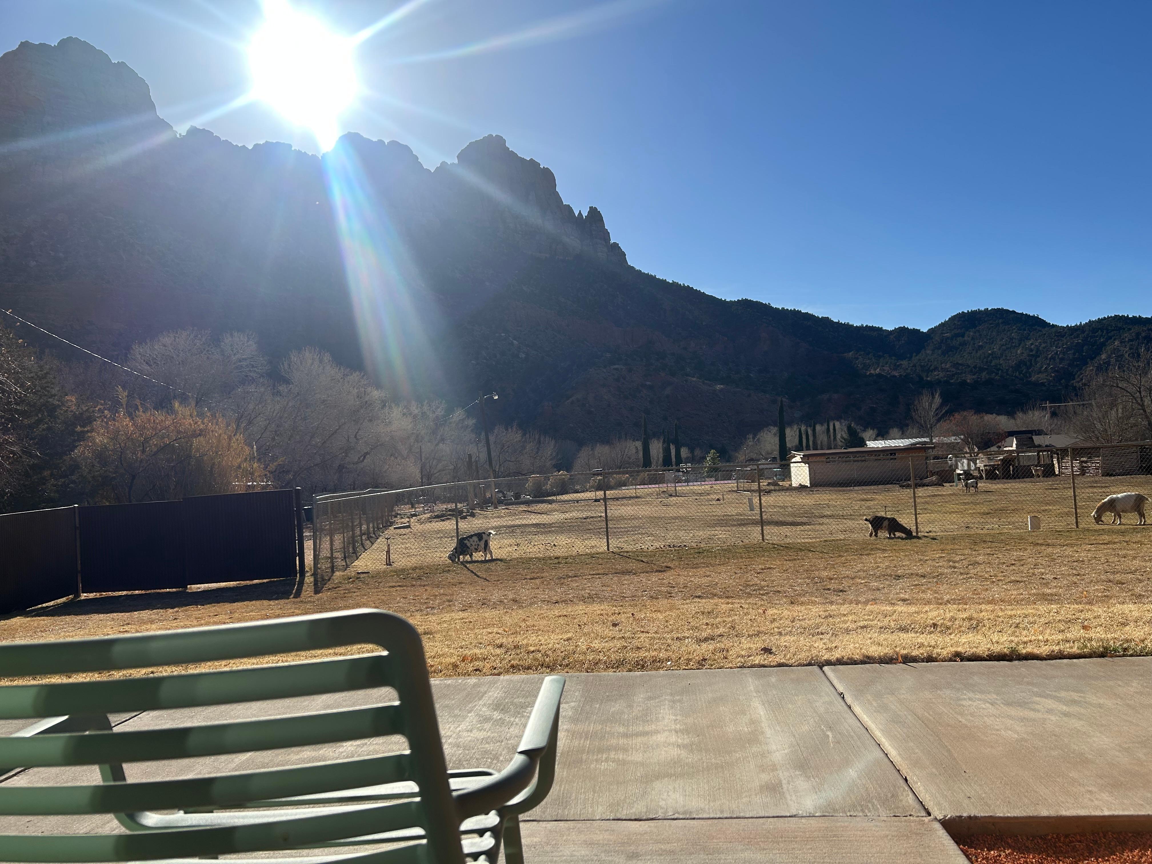 View from our porch of the animals