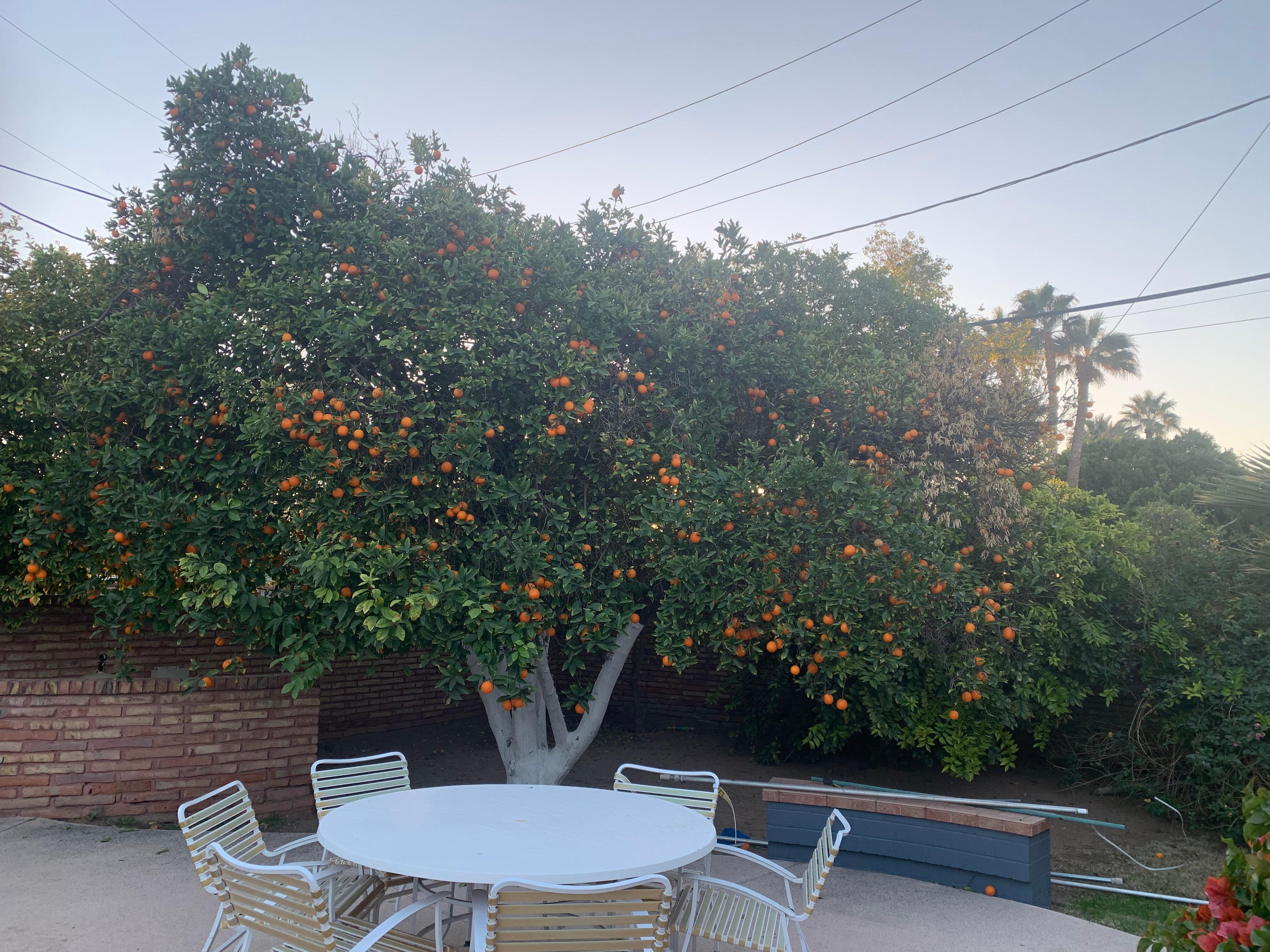 Backyard seating area