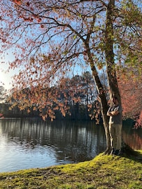 Lake view