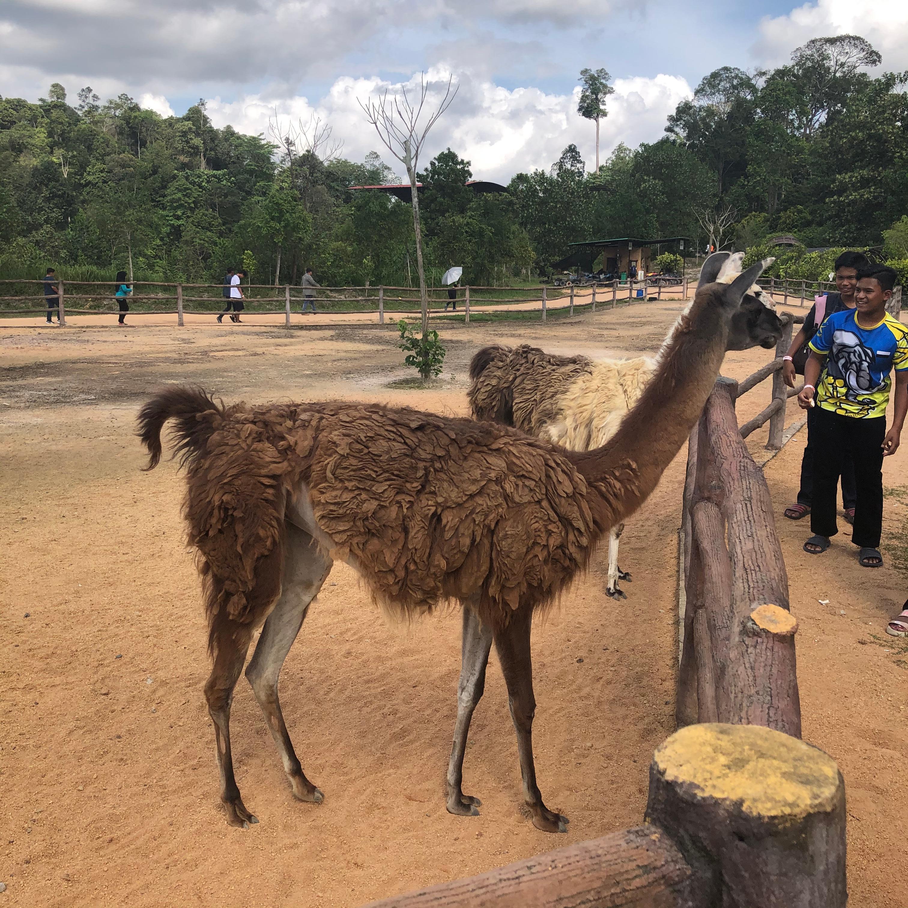 Bukit Gambang Safari Park