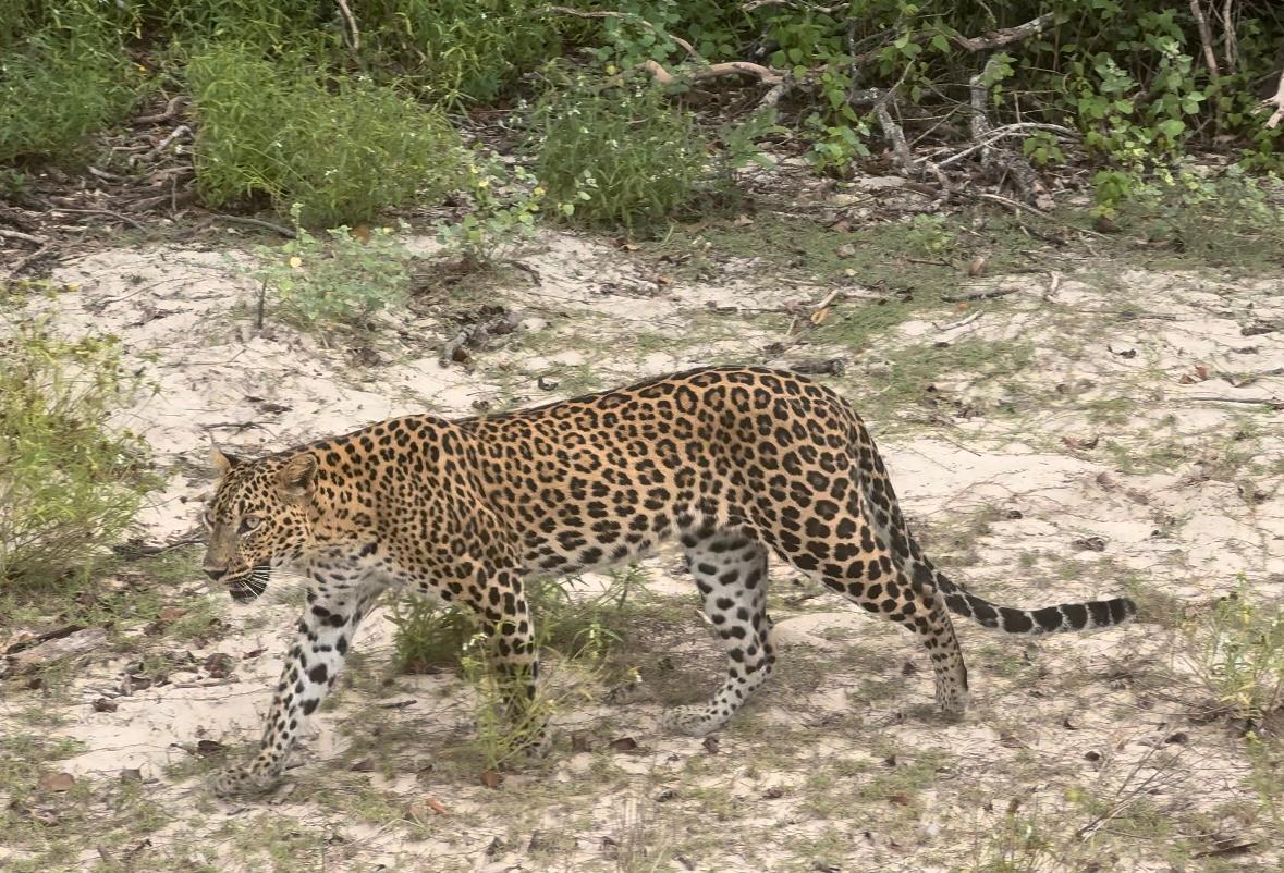 Daytime Safari. Saw multiple leopards