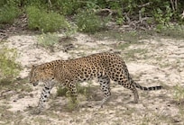 Daytime Safari. Saw multiple leopards