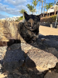 🐈⬛