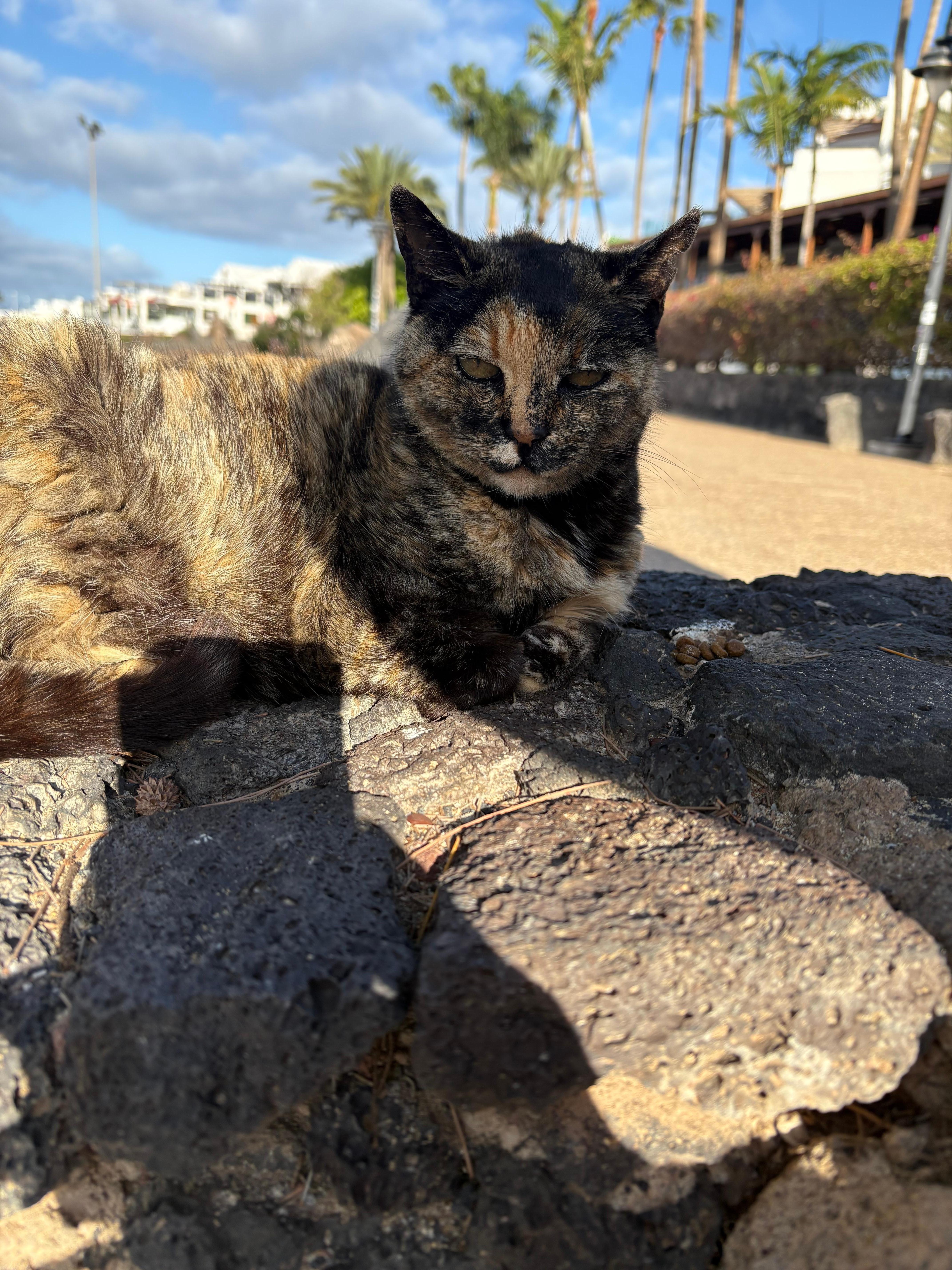 🐈⬛