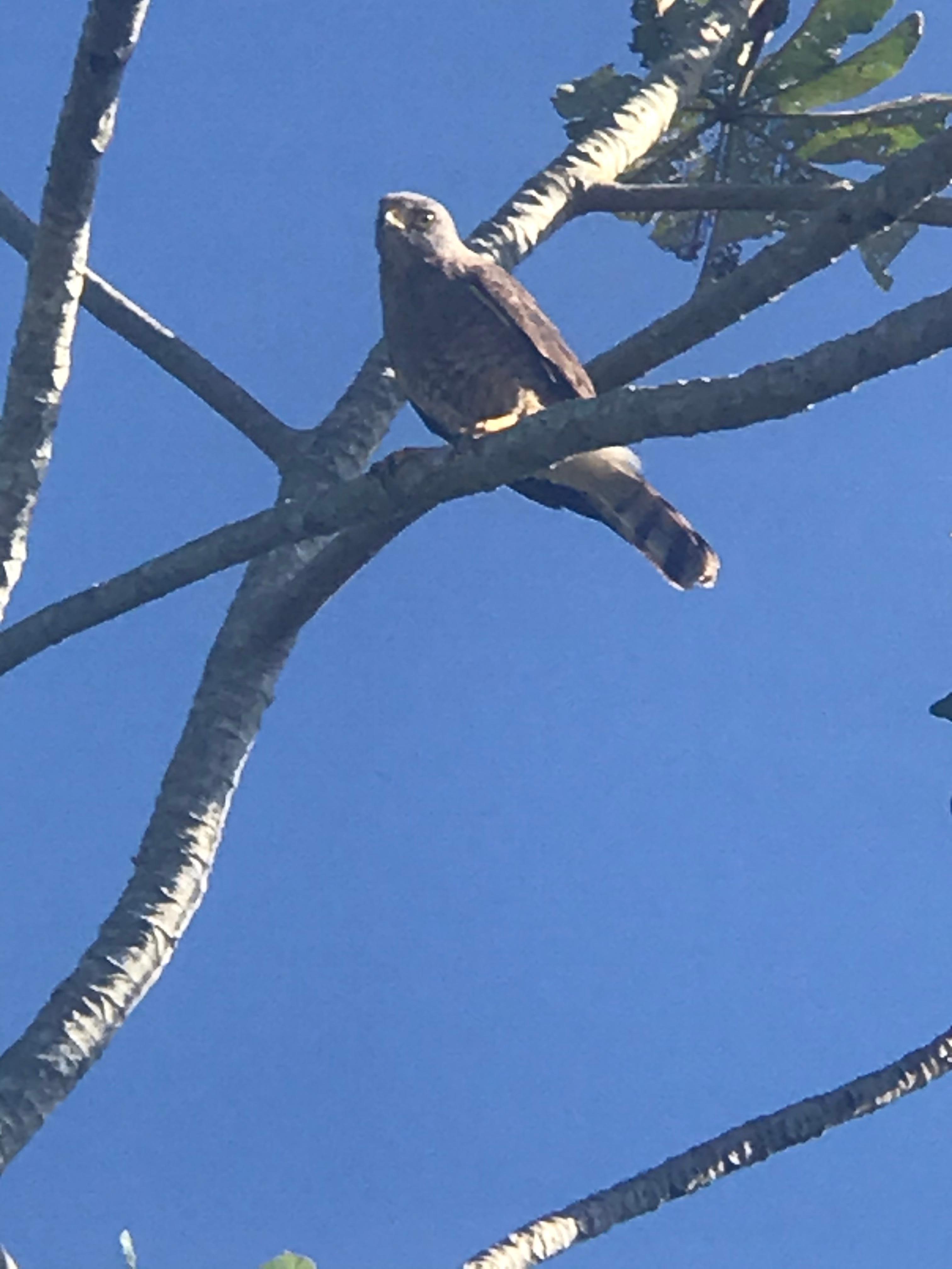 Aves y naturaleza todo al rededor 