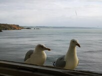 friendly seagulls tapping on my window each morning, hoping I have some crumbs left over after breakfast. They are so tame, they eat out of your hand
