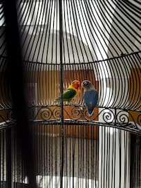 I had to include the birds. I like them a lot