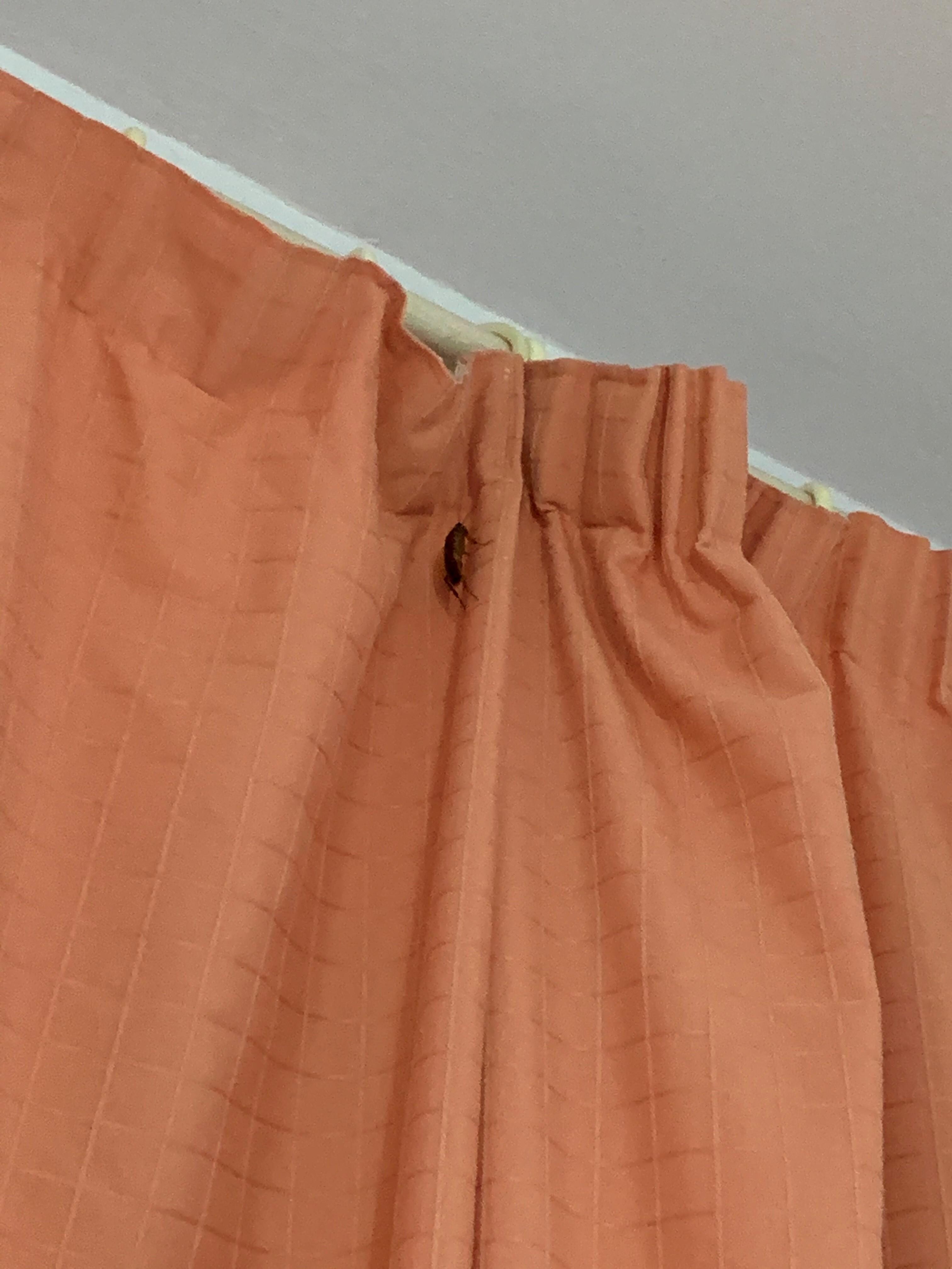 Cockroach climbing on curtain