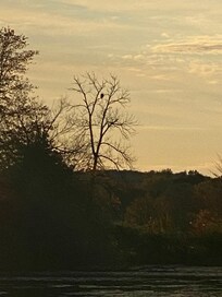 Eagle sitting in a tree directly across the lake from our cabin.