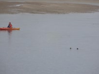 This person was kayaking in the morning. I counted 9 seals following her around the bay.