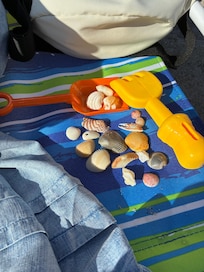 Beachcombing in Hollywood