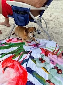 Our buddy enjoying beach life