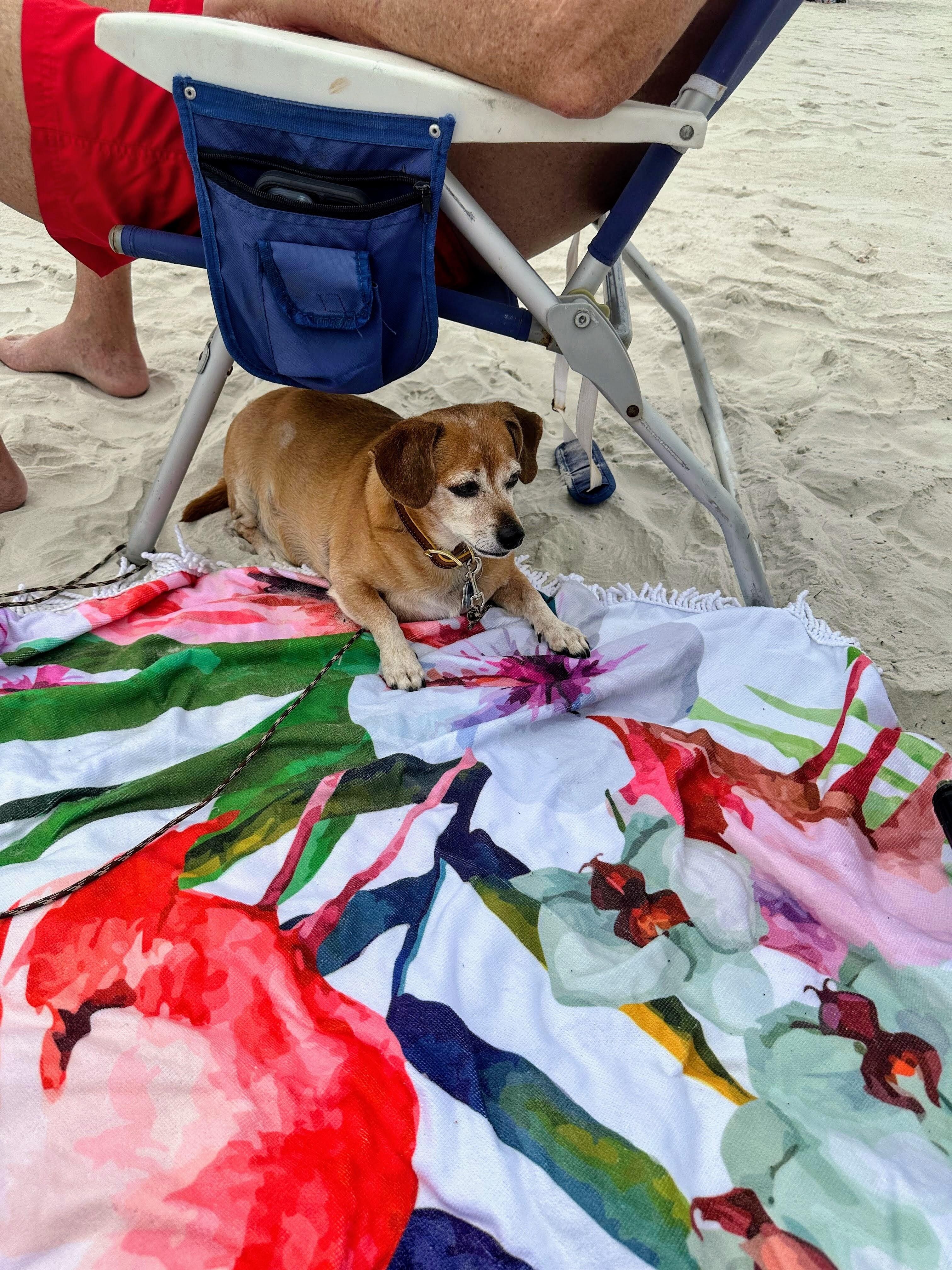 Our buddy enjoying beach life