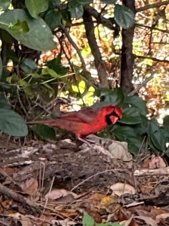Our backyard neighbor 