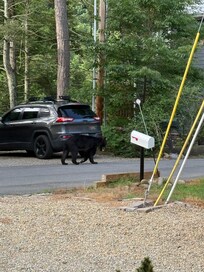 A nice bear walking past us as we were loading to leave. Picture is taken from the steps on the front porch.