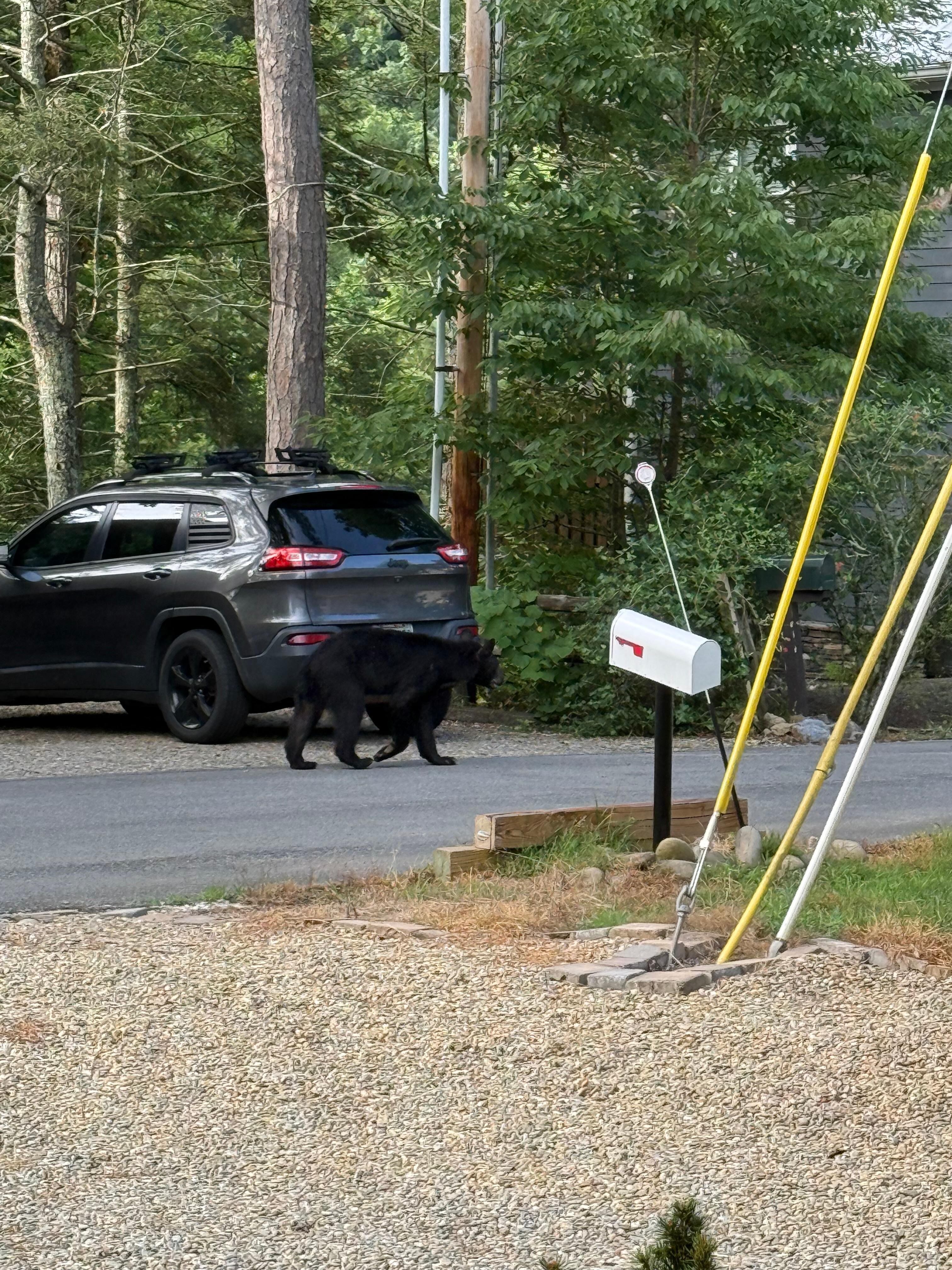 A nice bear walking past us as we were loading to leave.  Picture is taken from the steps on the front porch.