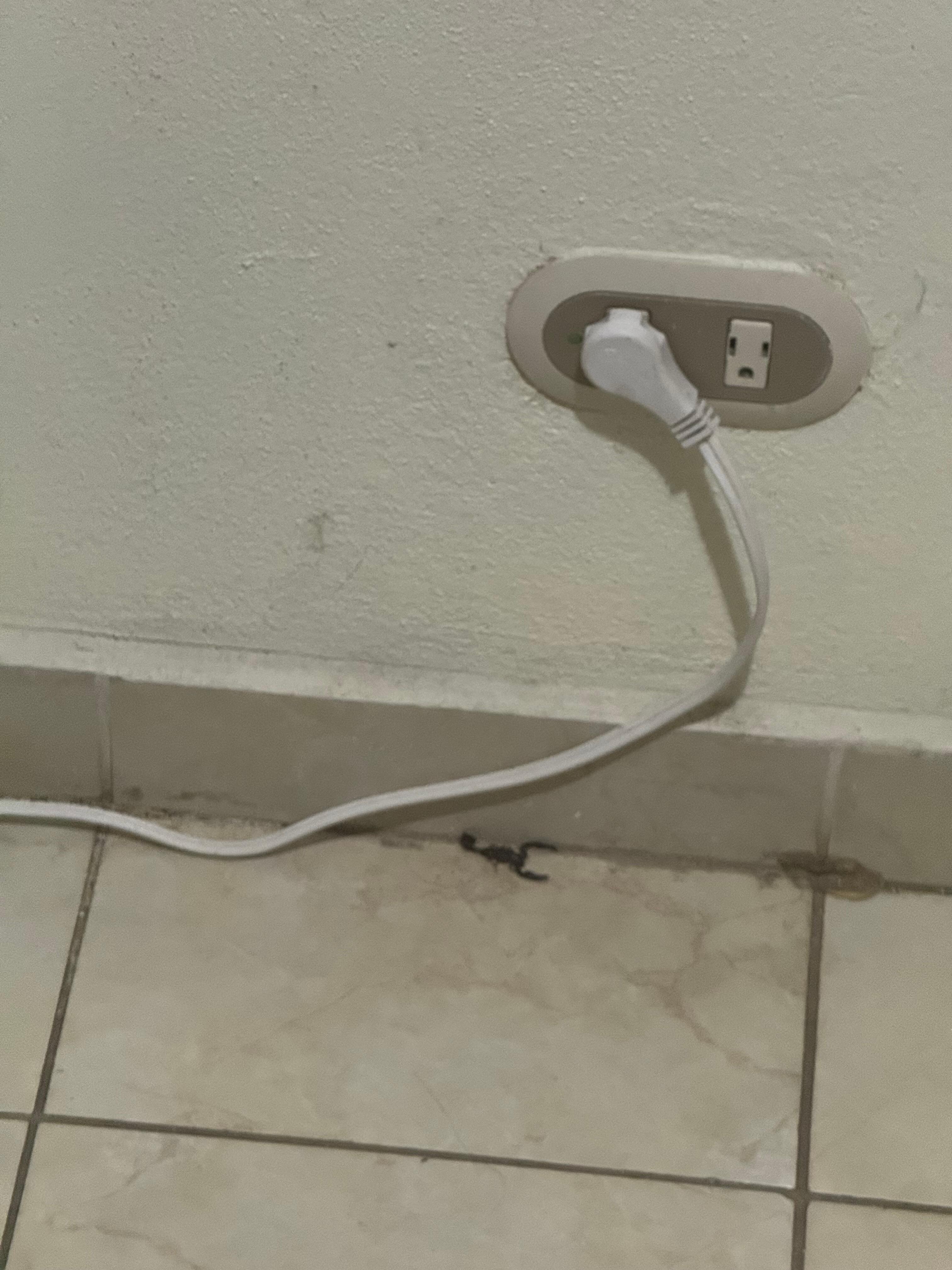 Scorpion we found by the door