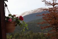 So many pines, Aspens and quartz rocks!