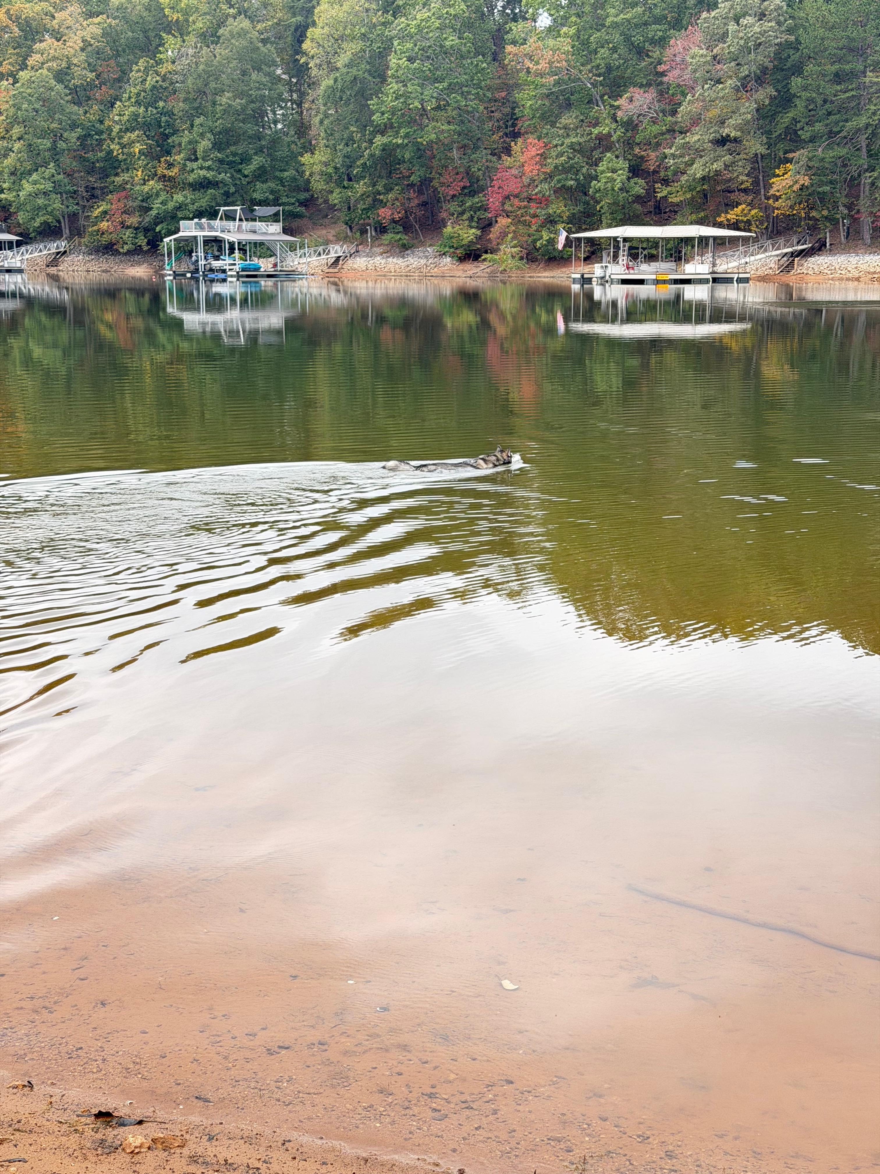 Emma our Husky swimming. 