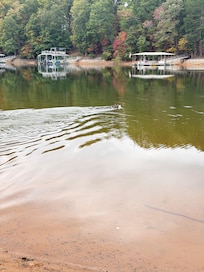 Emma our Husky swimming.