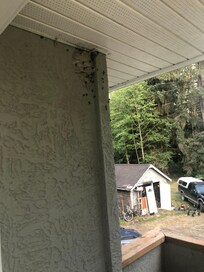 Wasp nest