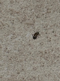 Cucarachas en las habitaciones
