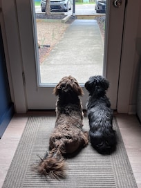 The puppies enjoying the view.