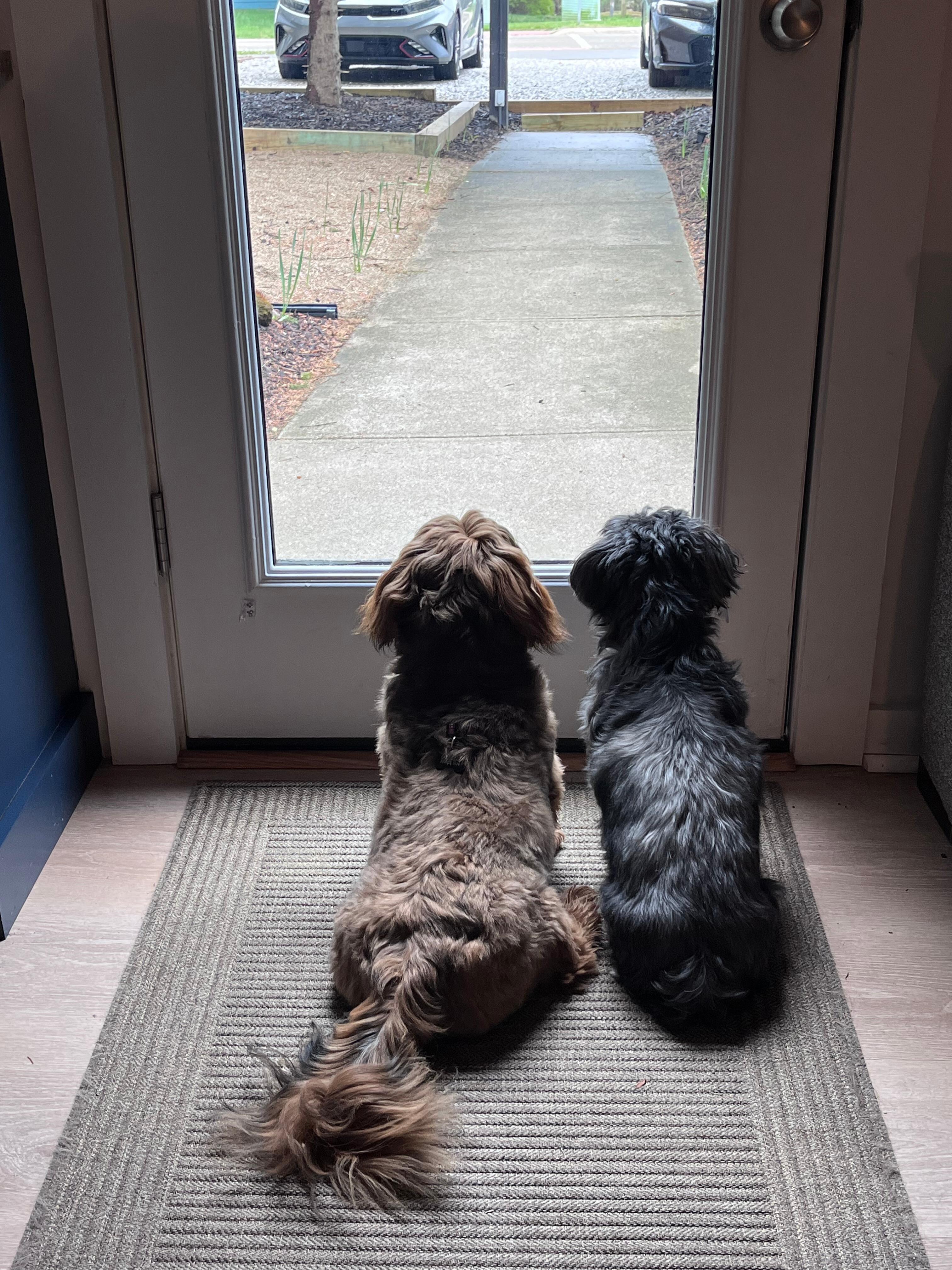 The puppies enjoying the view. 
