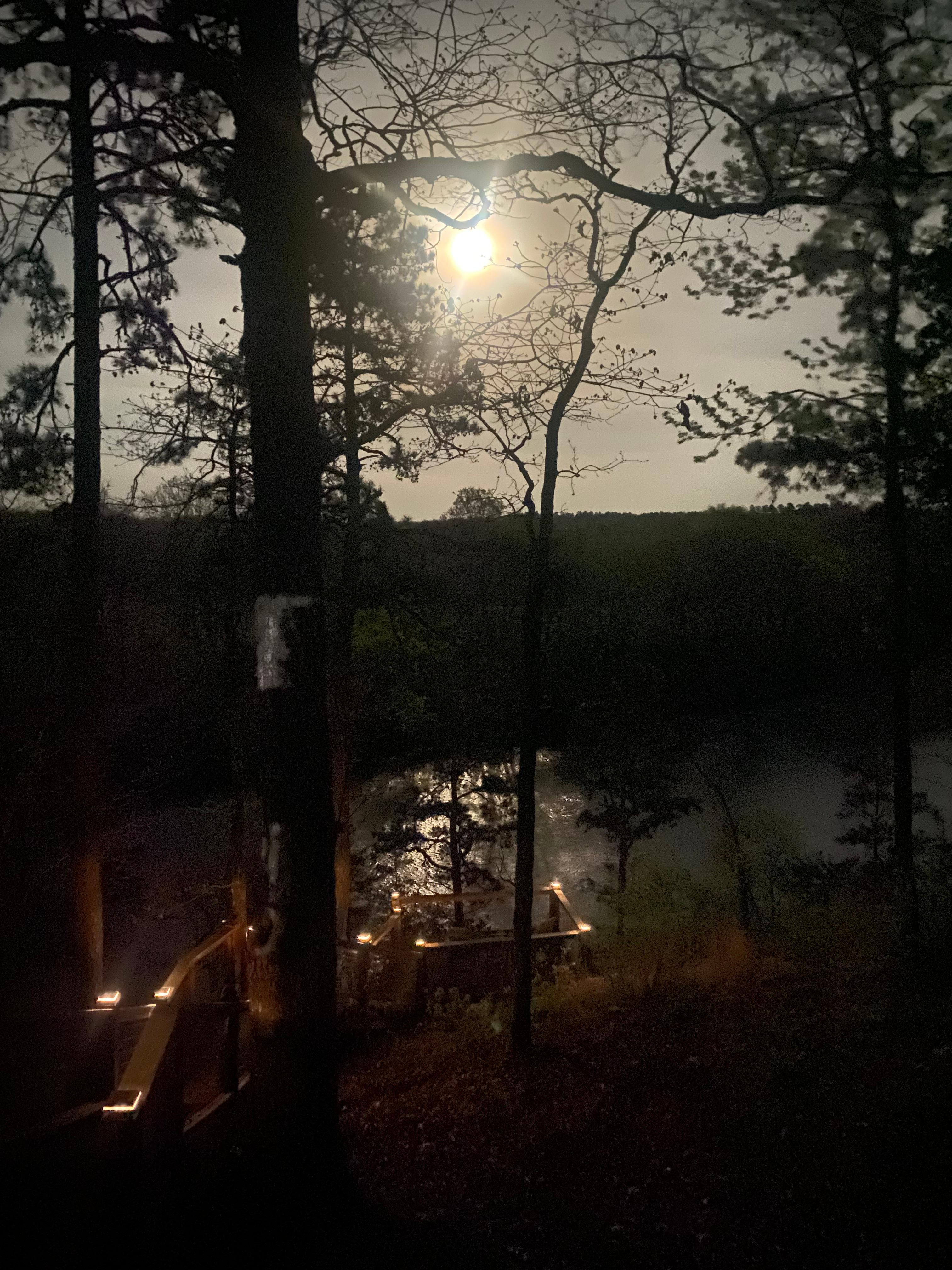 So many beautiful dogwoods in front of the cabin