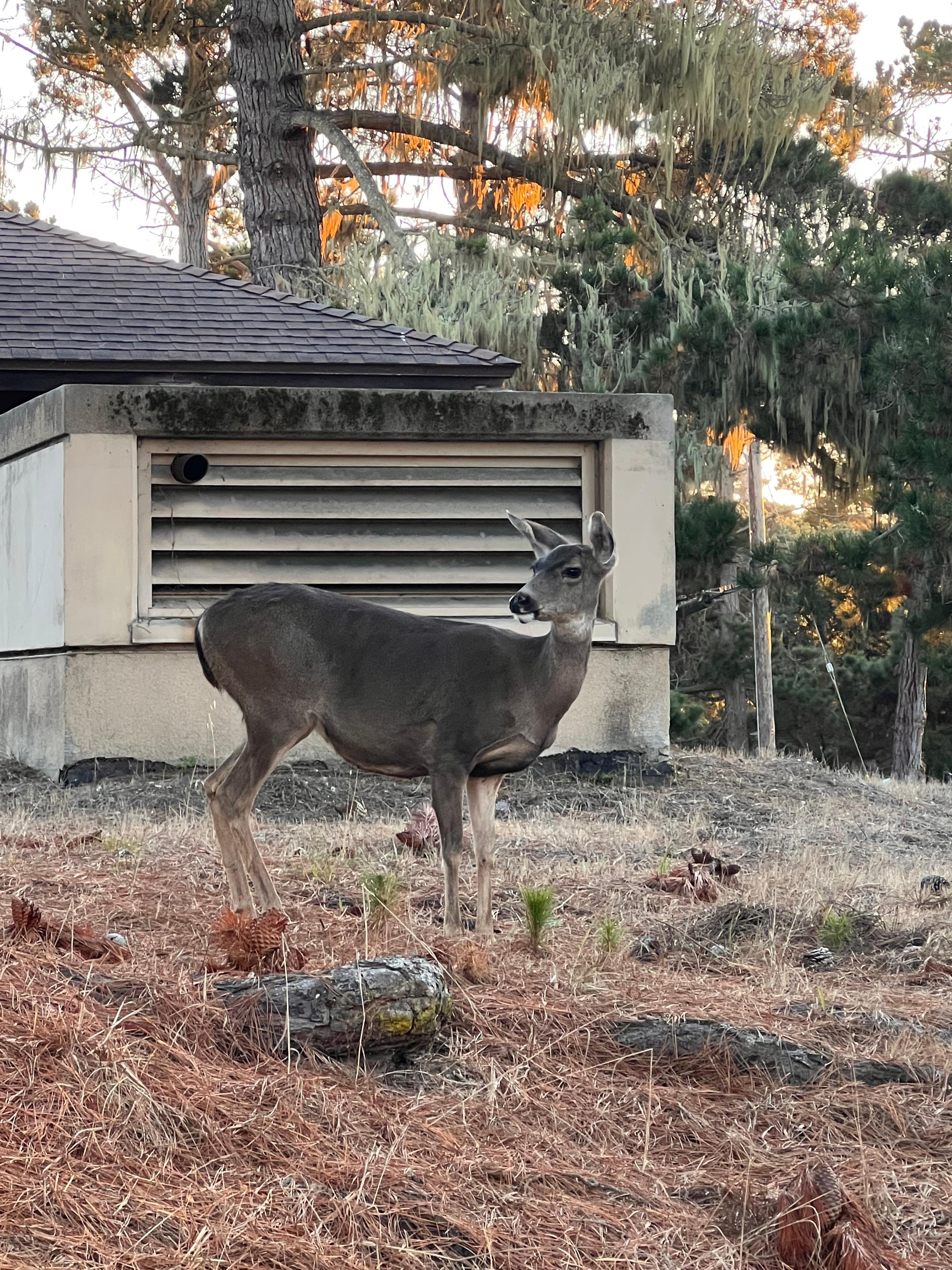 Saw deer every day near the motel