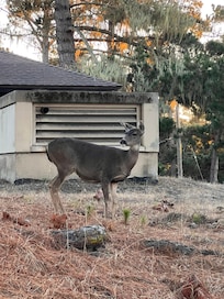 Saw deer every day near the motel