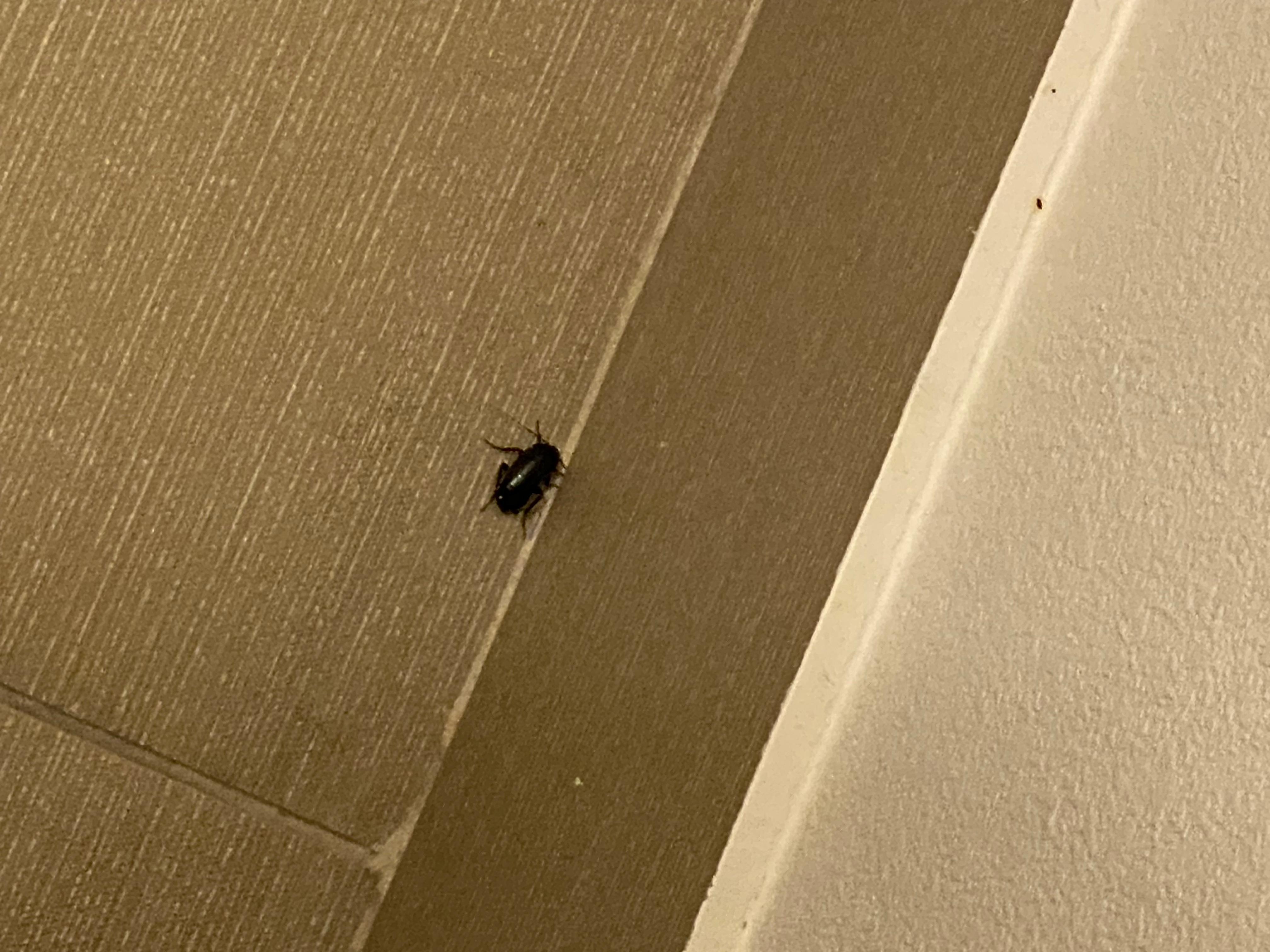 Huge bug in the bathroom.