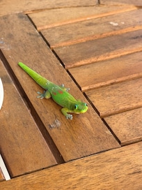 Breakfast buddy!