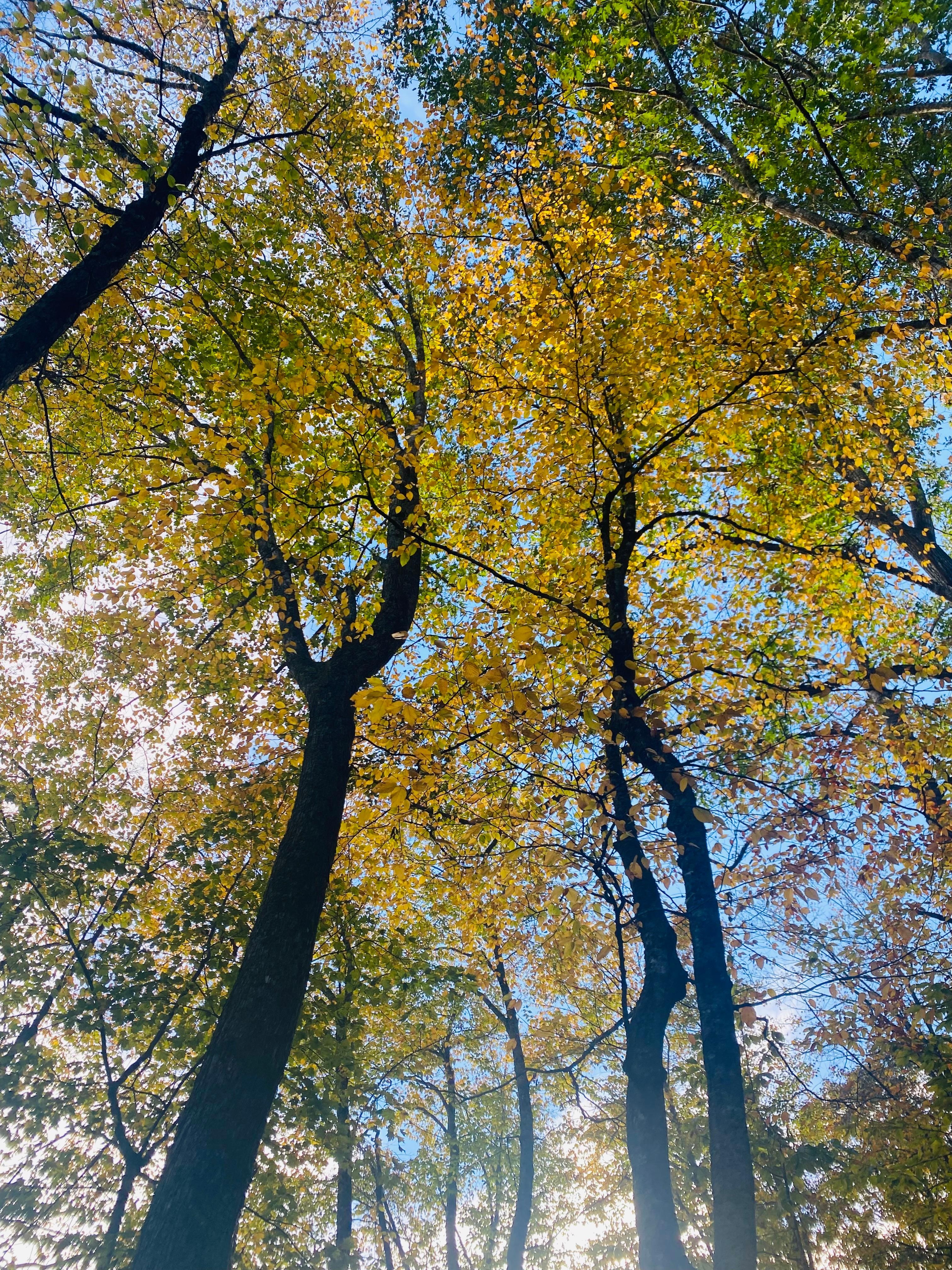 The fall trees were beautiful around the chalet. 