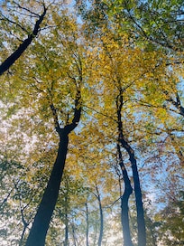 The fall trees were beautiful around the chalet.