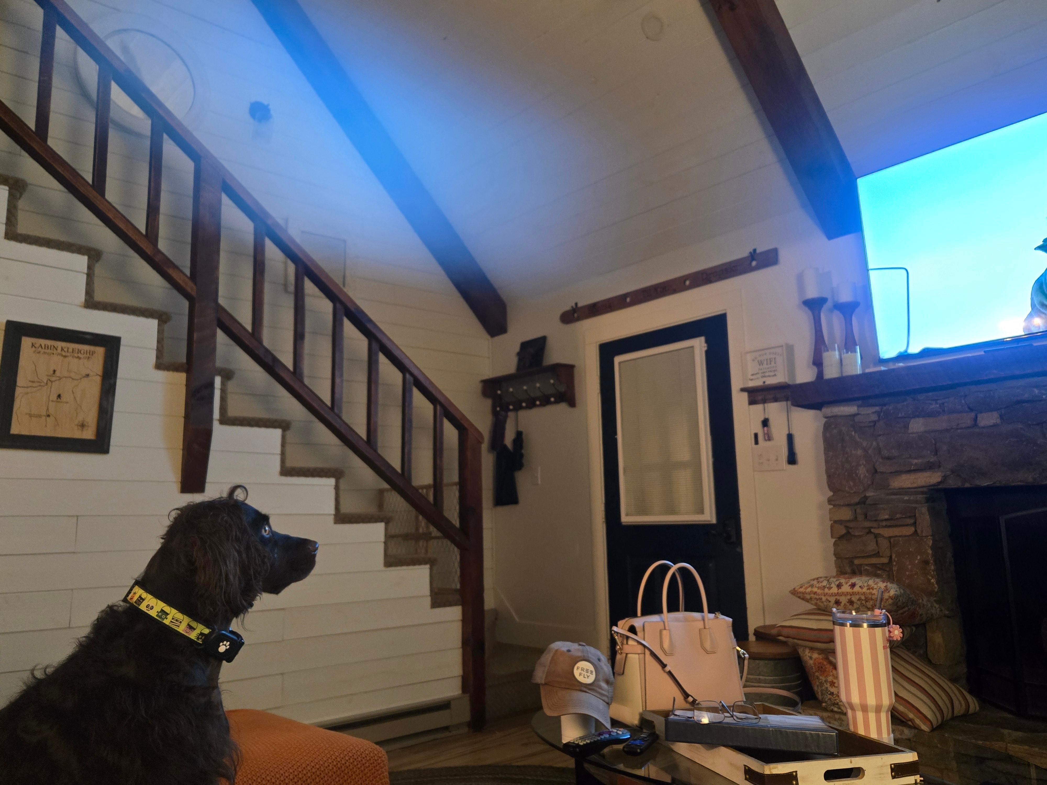 Maggie Mae watching TV.