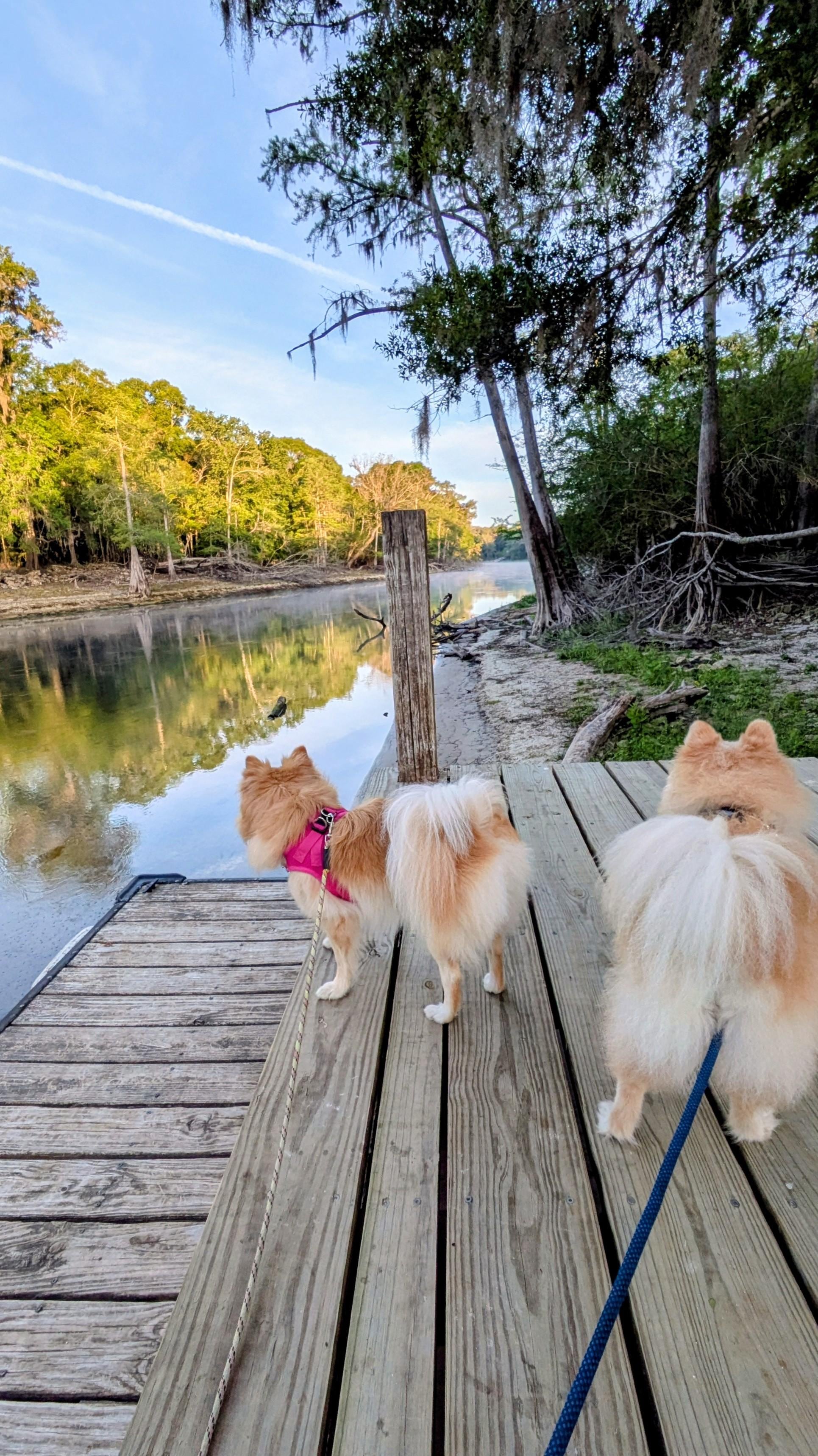 Our pups loved hanging out on the river with us 