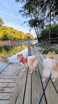 Our pups loved hanging out on the river with us