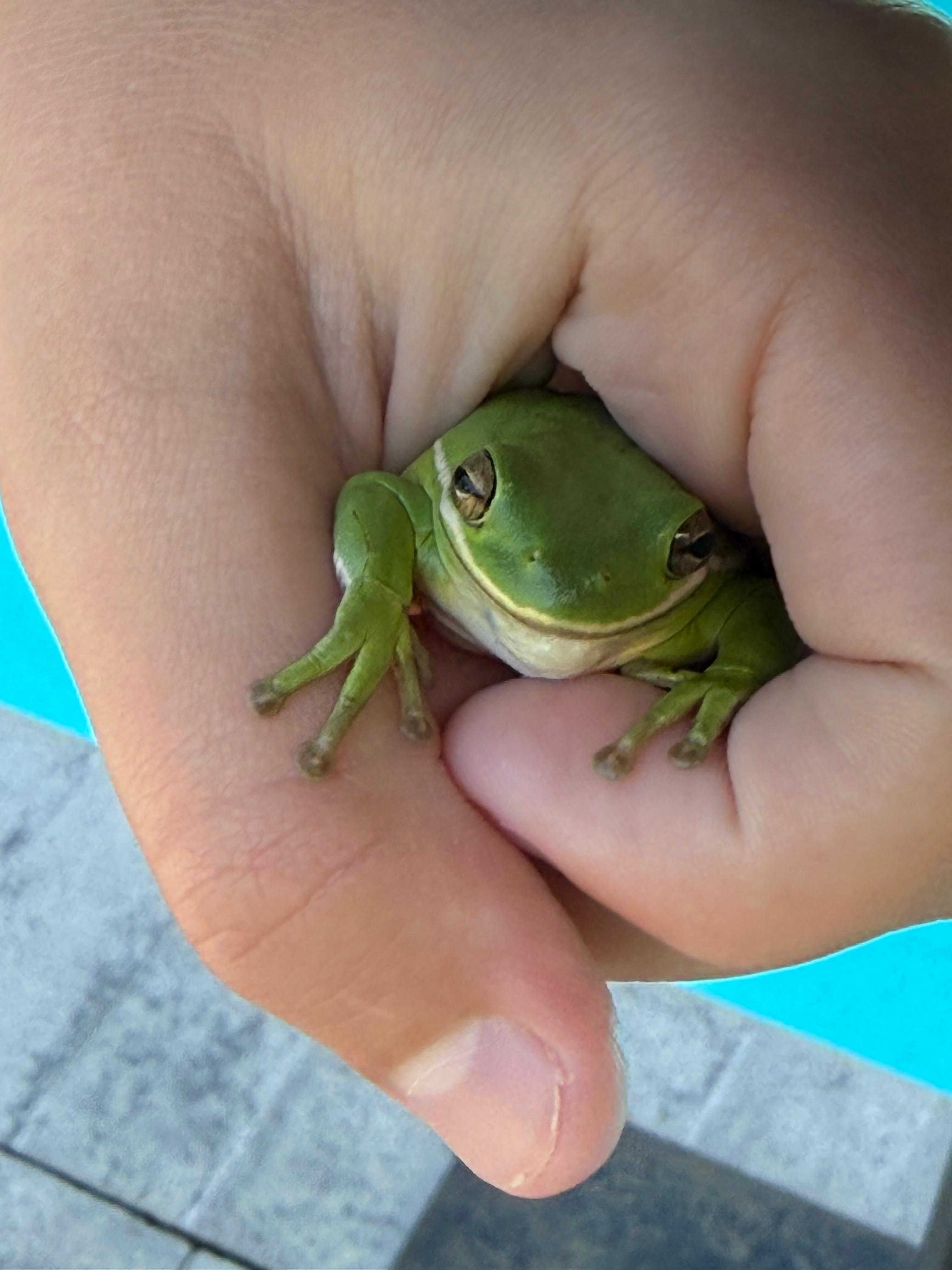 Friendly frog that visited daily! 