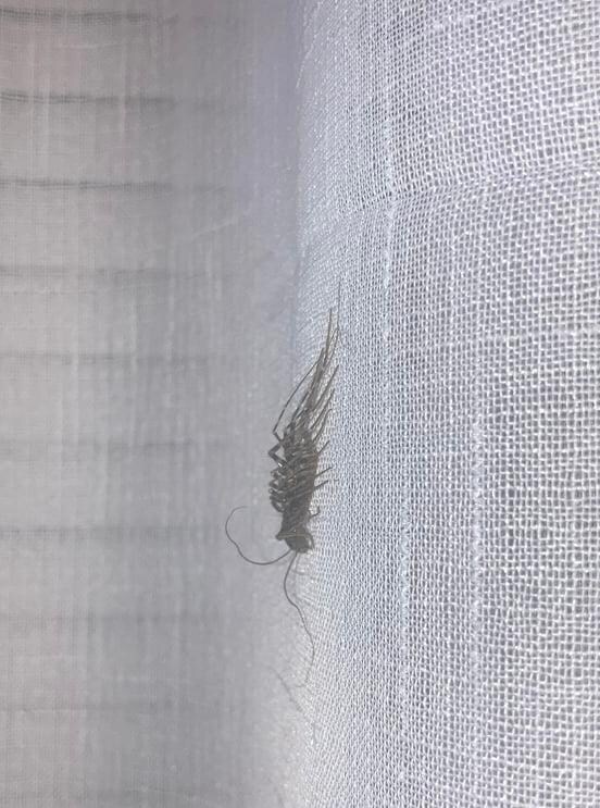 Bugs in third living quarters.