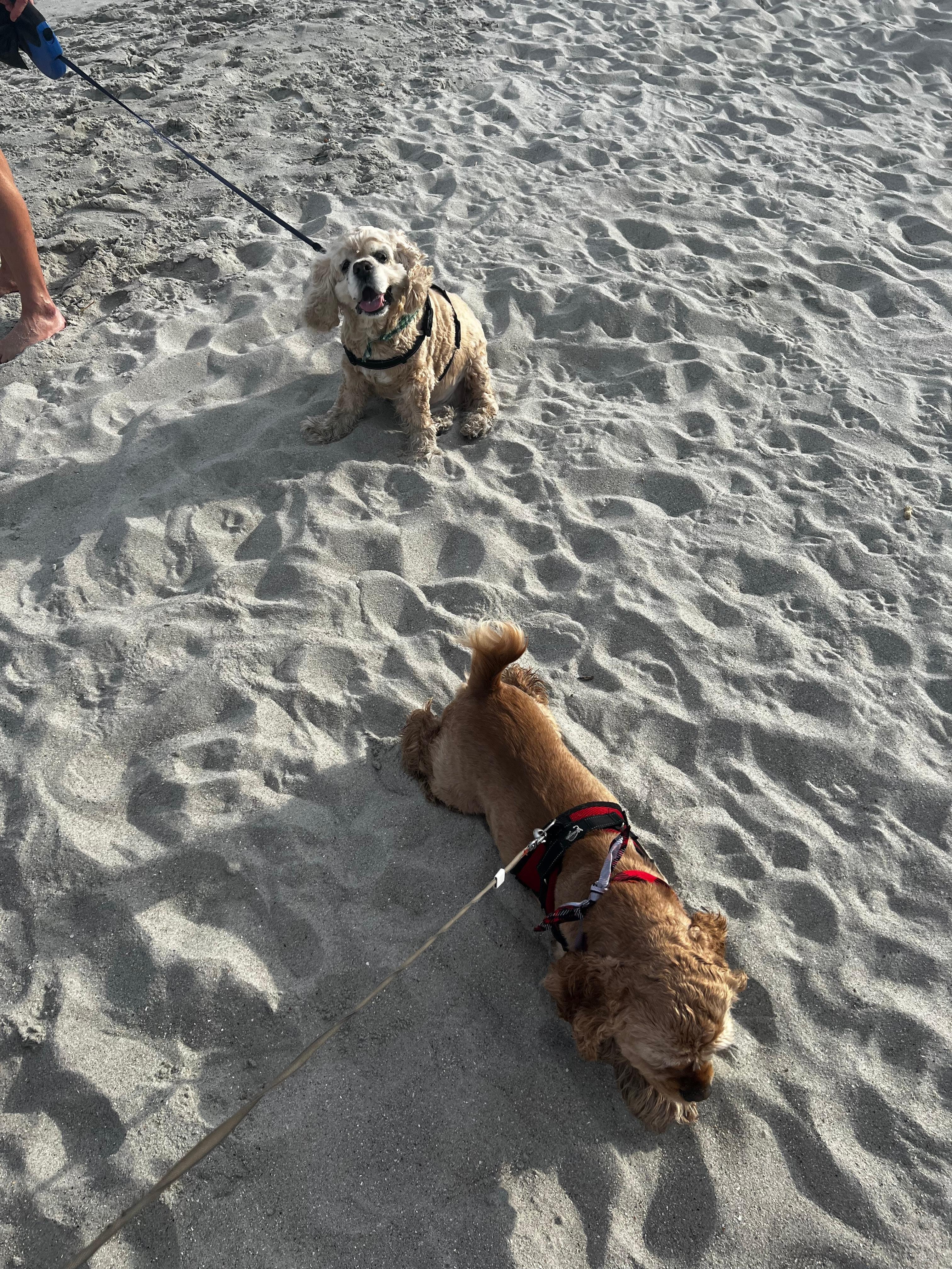 The beach was amazing, my dogs and I loved it 