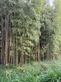Road in