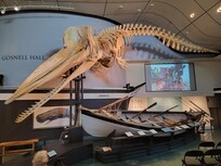 Whaling Museum