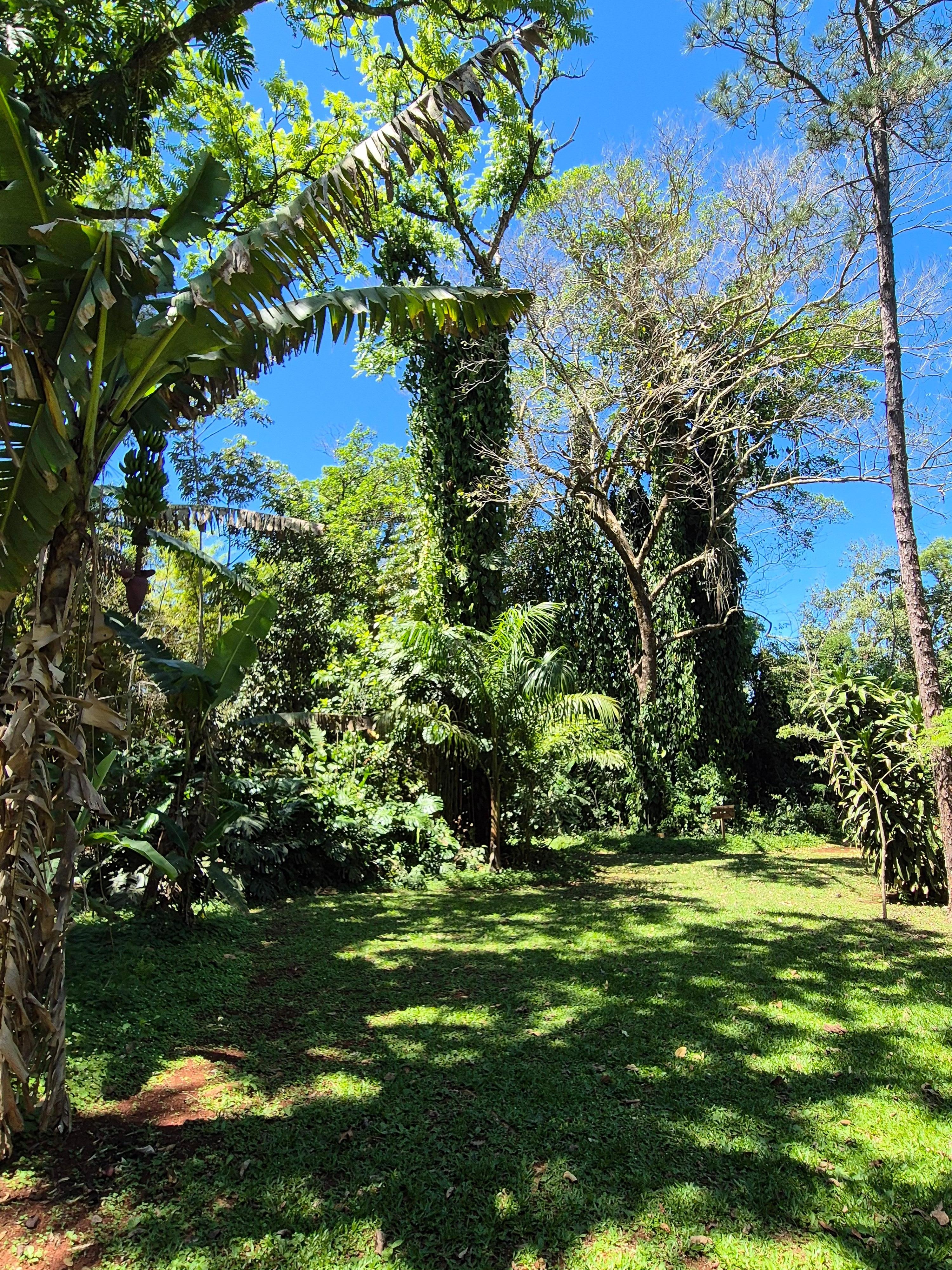 The rainforest at your back door