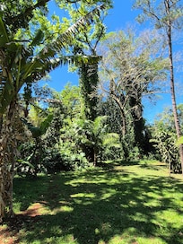 The rainforest at your back door