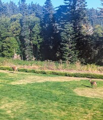 A doe and her fawn 8n front of our room. Great view from the balcony.