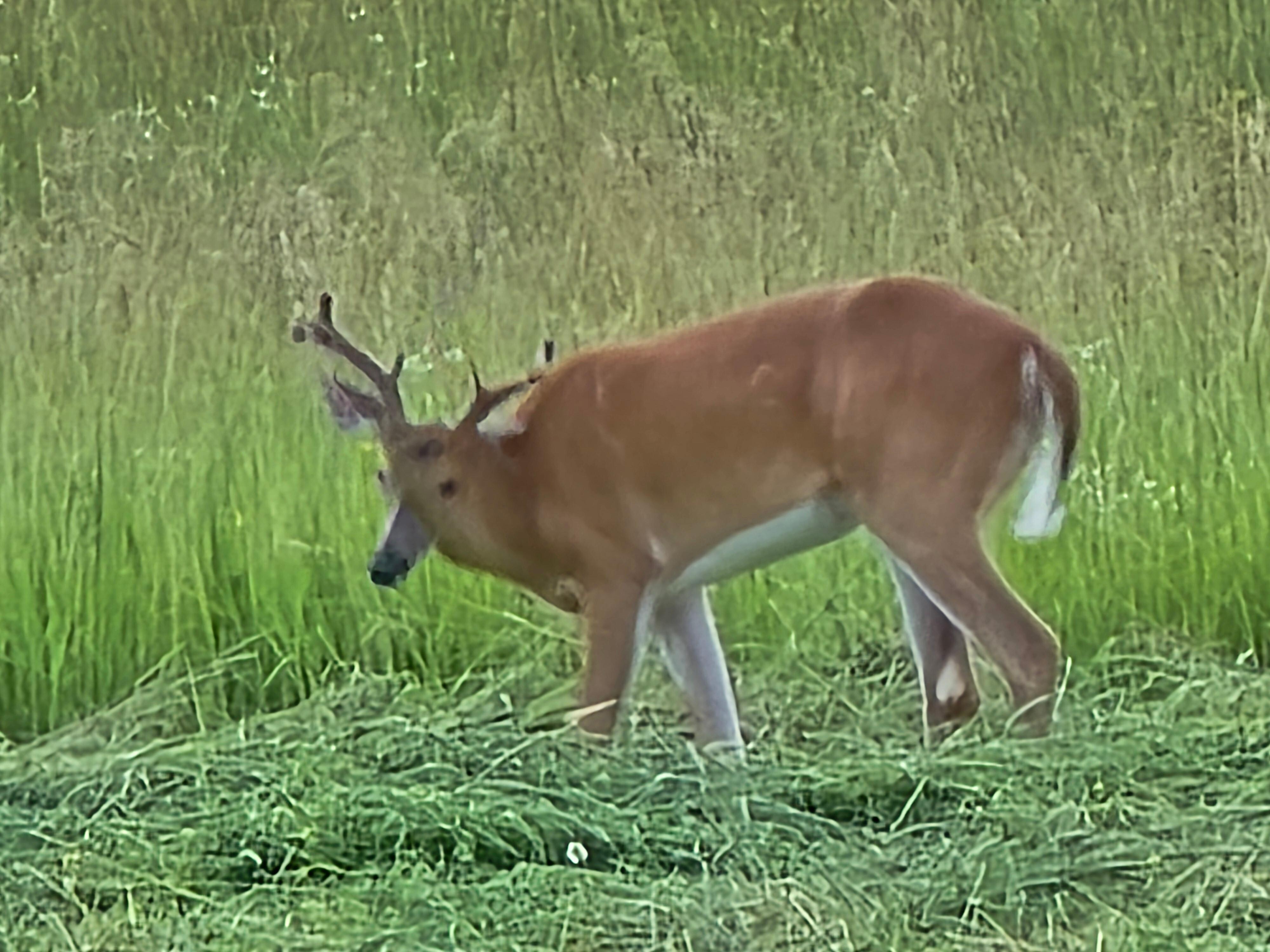 Deer Back Yard