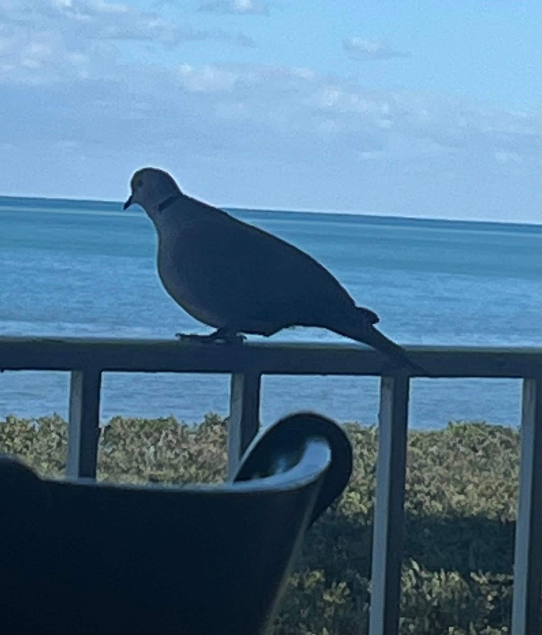 A visitor on the balcony 
